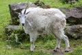 Mountain goat (Oreamnos americanus) Royalty Free Stock Photo