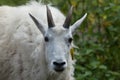 Mountain goat (Oreamnos americanus) Royalty Free Stock Photo