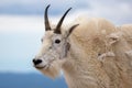 Mountain goat (Oreamnos americanus) in the Colorado Rockies Royalty Free Stock Photo