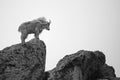 Mountain goat (Oreamnos americanus) on the rocks in the Colorado Rockies Royalty Free Stock Photo