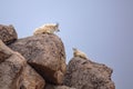 Mountain goat (Oreamnos americanus) on the rocks in the Colorado Rockies Royalty Free Stock Photo