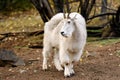 Mountain goat ( Oreamnos americanus ) Royalty Free Stock Photo