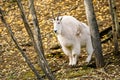 Mountain goat ( Oreamnos americanus ) Royalty Free Stock Photo