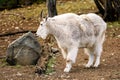 Mountain goat ( Oreamnos americanus ) Royalty Free Stock Photo