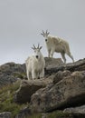 Mountain Goats Royalty Free Stock Photo