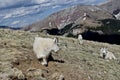 Mountain Goats Royalty Free Stock Photo