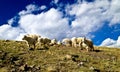 Mountain Goats