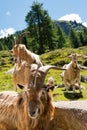 Mountain Goats in Alpine Landscape - Italy Royalty Free Stock Photo