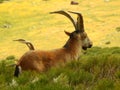 Mountain goats between the bushes