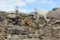 Chicago Basin Mountain Goats Royalty Free Stock Photo