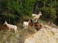 Mountain goats on cliff