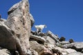 Mountain Goats climbing on rocks Royalty Free Stock Photo