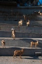 Mountain goats congregated to observe people looking at them on rock steps Royalty Free Stock Photo