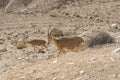 Mountain goats in the Ein Avdat National Park, Israel Royalty Free Stock Photo