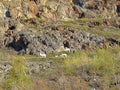 Mountain Goats Grazing on Mountainside