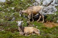 Mountain Goats Grazing on Parker Ridge in Canadian Rockies