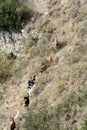 Mountain goats in line are walking