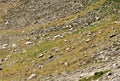 Mountain goats living on an alpine slope
