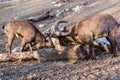 Mountain goats for a meal