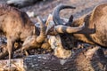 Mountain goats for a meal