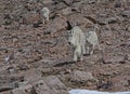 Mountain Goats small family on Mt. Evans, Colorado.