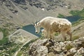 Mountain Goats Royalty Free Stock Photo