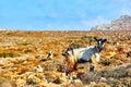 Mountain goats in the mountains Royalty Free Stock Photo