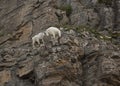 Mountain goats Oreamnos americanus on a cliff in Glacier National Park