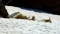 Mountain Goats (Oreamnos americanus)