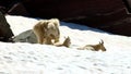 Mountain Goats (Oreamnos americanus)