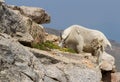 A Colorado Mountain Goat Oreamnos americanus grazes on tundra