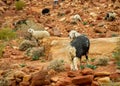 Mountain goats in Petra Jordan Royalty Free Stock Photo