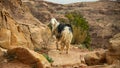 Mountain goats in Petra Jordan Royalty Free Stock Photo