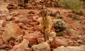 Mountain goats in Petra Jordan Royalty Free Stock Photo