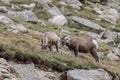 Mountain goats rocky mountain colorado wildlife