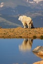 Mountain goats in scenic overlook Royalty Free Stock Photo