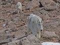 Mountain Goats small family on Mt. Evans, Colorado. Royalty Free Stock Photo