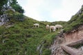 Summer landscape of the dolomites italy: mountain goats Royalty Free Stock Photo