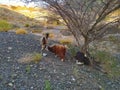 Mountain goats under Acacia tree, Oman
