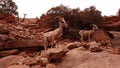 Mountain goats in Zion Canyon, Utah