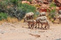 Mountain goats in Zion National Park Royalty Free Stock Photo