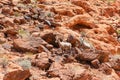 Mountain goats in Zion National Park Royalty Free Stock Photo