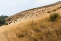 Mountain with golden grass and green shrub along the way to Kew Mae Pan in Chiang Mai, Thailand Royalty Free Stock Photo