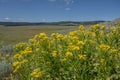 Mountain Goldenrod wildflowers in front of Yellowstone wilderness