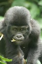 Mountain Gorilla Royalty Free Stock Photo