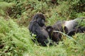 Mountain Gorilla with baby Royalty Free Stock Photo