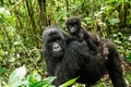 Mountain gorilla with a baby Royalty Free Stock Photo