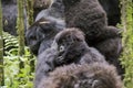 Mountain gorilla baby in Volcanoes National Park, Virunga, Rwanda Royalty Free Stock Photo