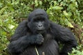 Mountain Gorilla, berggorilla, Gorilla beringei Royalty Free Stock Photo