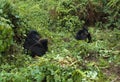 Mountain Gorilla, berggorilla, Gorilla beringei Royalty Free Stock Photo